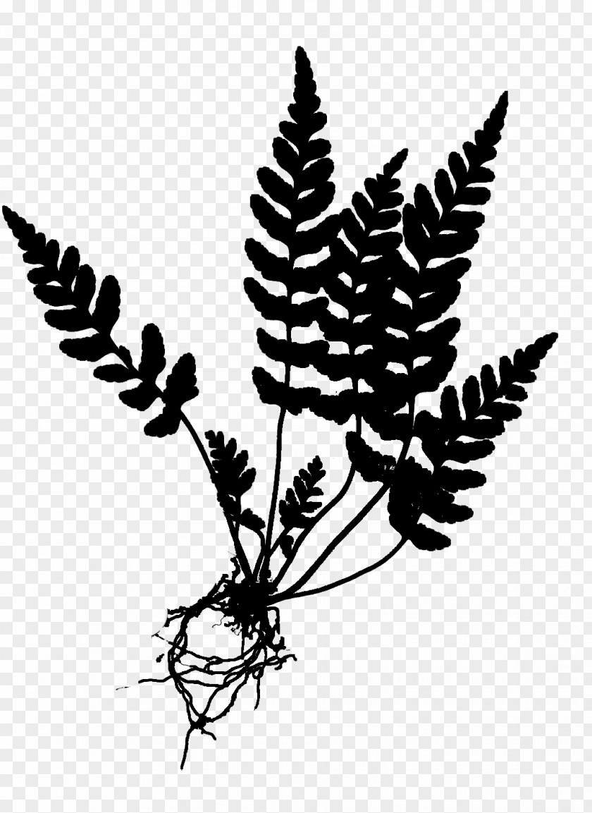 Fern How To Know The Ferns Equisetum Botanical Illustration Drawing PNG