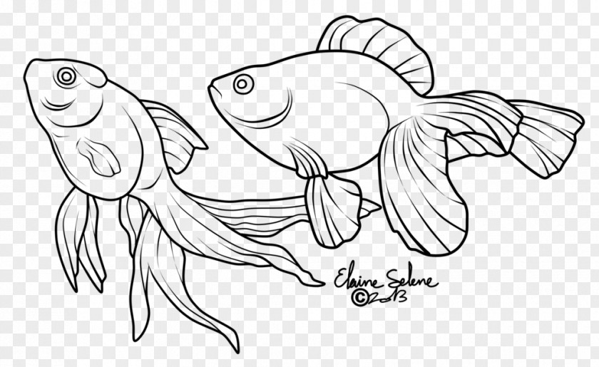 Fish Line Art Veiltail Drawing Koi PNG