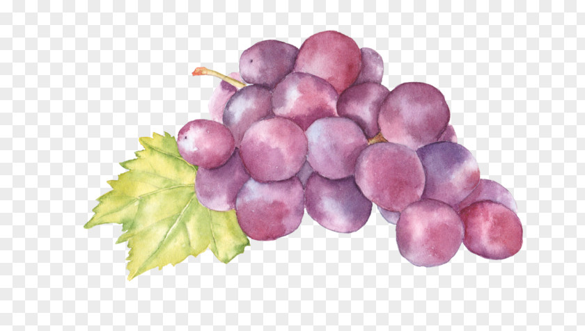 Grape Watercolor Painting Art Auglis PNG