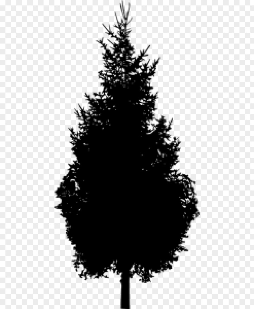 Silhouette Spruce Pine Black And White PNG