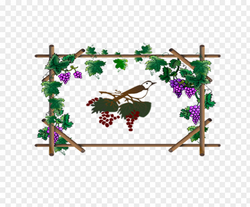 Covered With Purple Grape Vine Grapevines PNG
