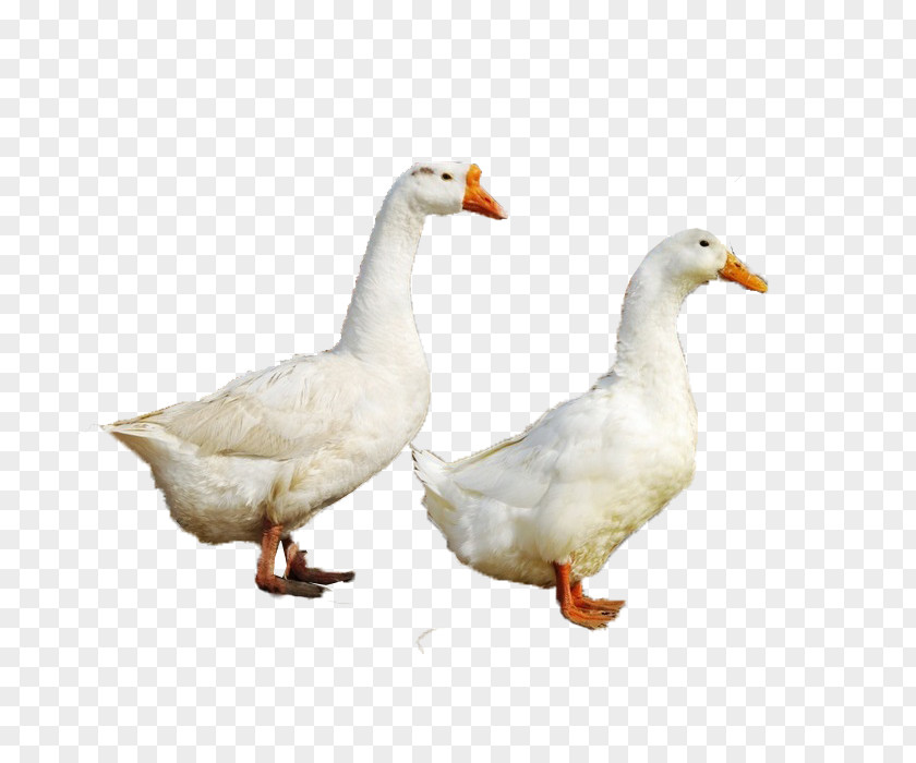 Duck Goose Fauna Beak Chicken As Food PNG