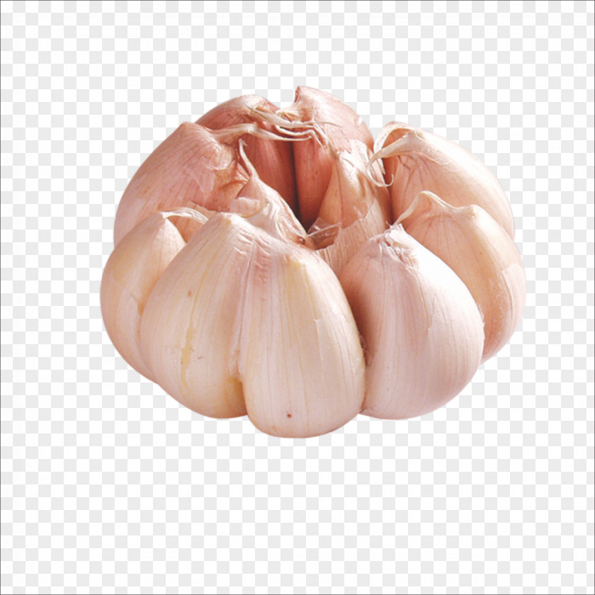 Garlic Solo Vegetable Gratis PNG