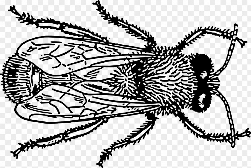 Insect Bee Drawing Clip Art PNG