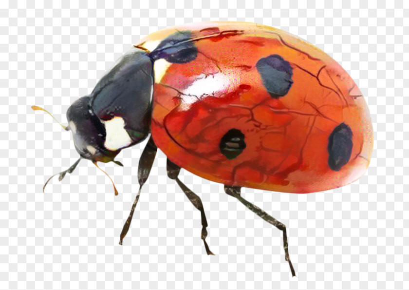 Ladybird Beetle Image Desktop Wallpaper PNG