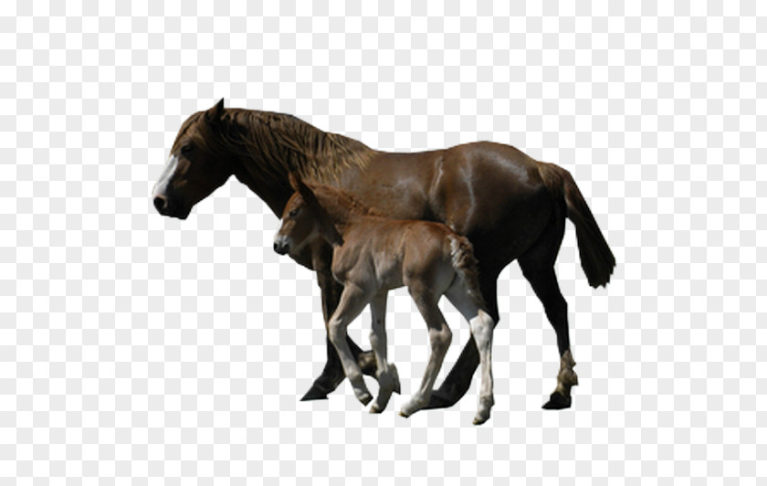 Mustang Foal Stallion Colt Mare PNG