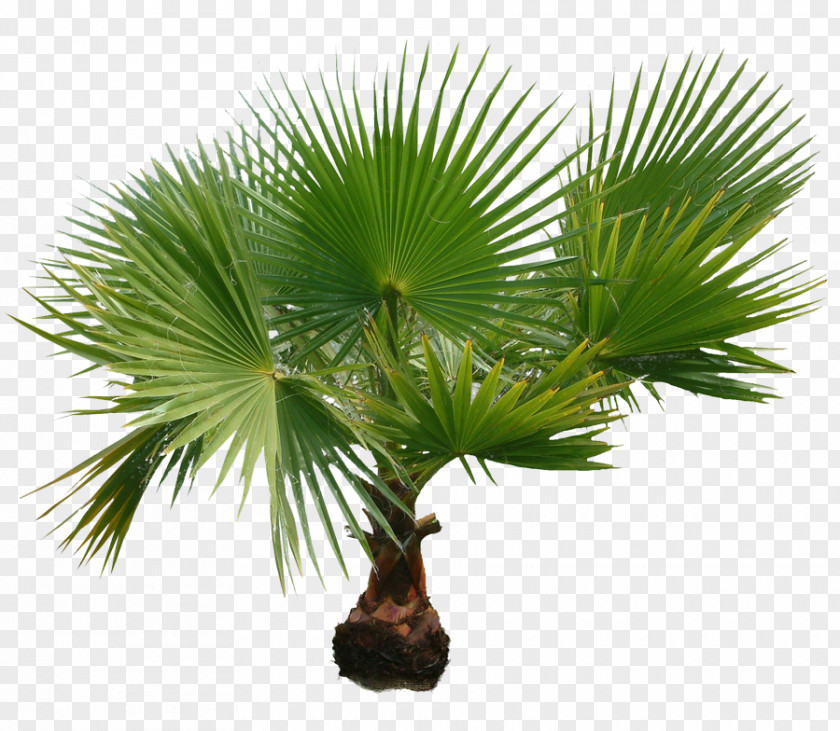 Palmiye Kanarya Palm Trees Clip Art Image Trachycarpus Fortunei PNG