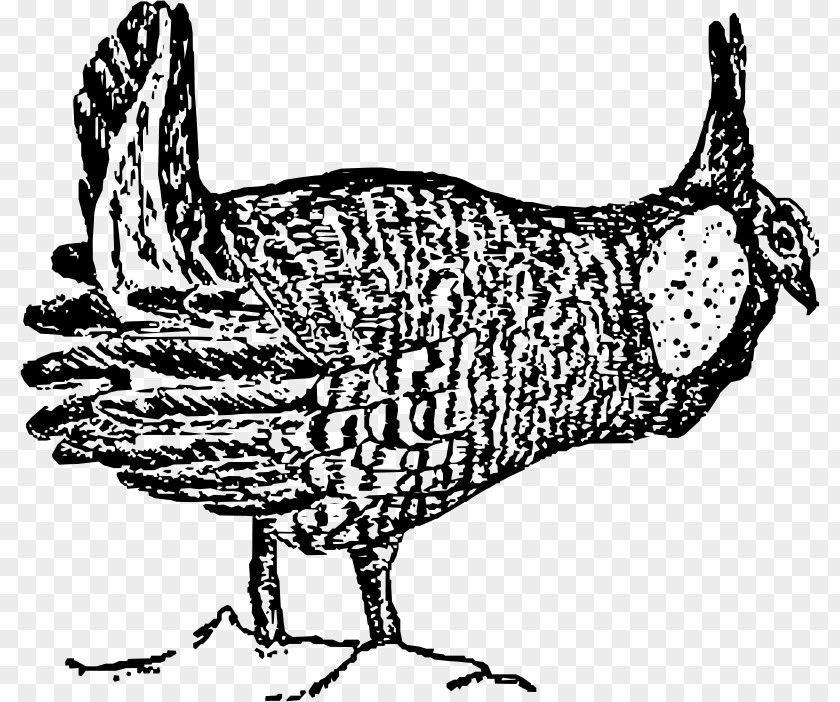 Chicken Rooster Bird Prairie Drawing PNG