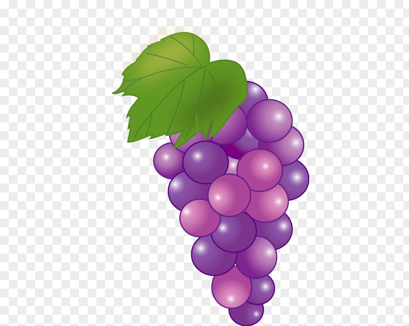 Fruit Vegetable Grape Seed Extract Seedless PNG
