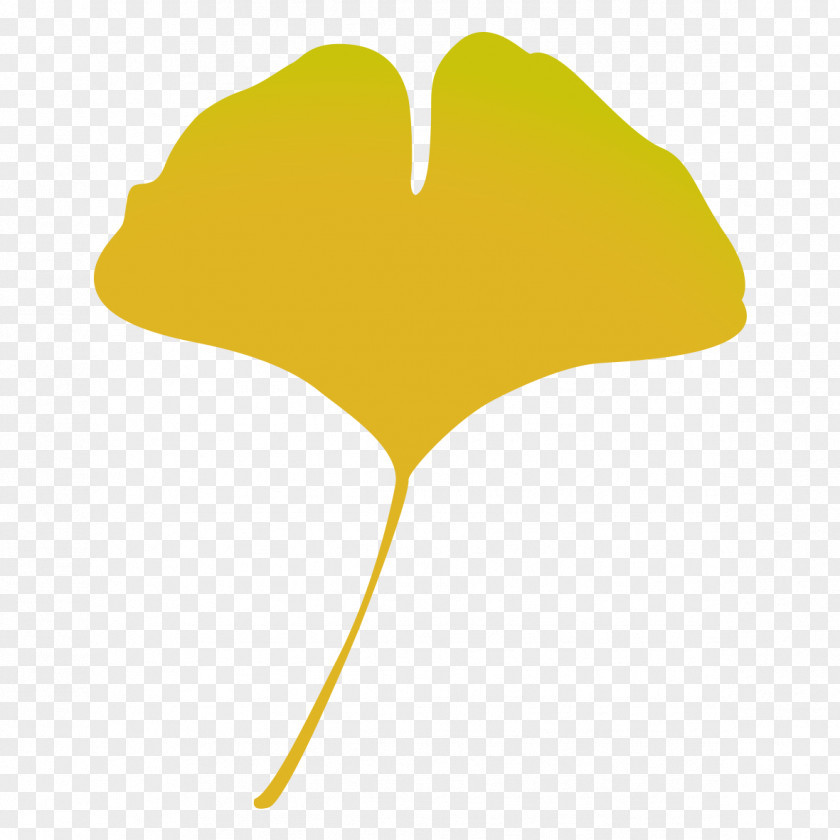 Maidenhair Tree Illustration Autumn Leaf Color Image PNG