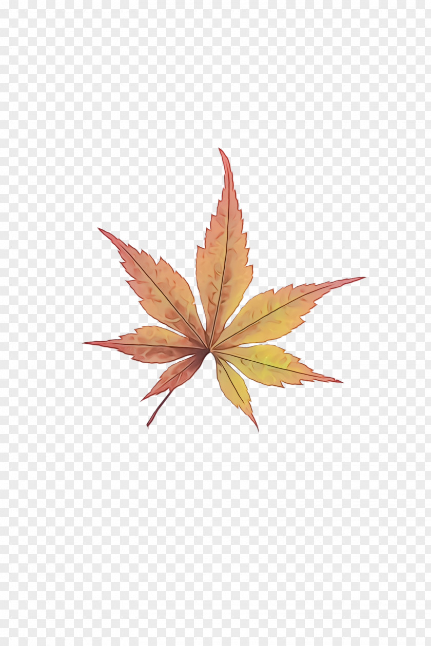 Maple Flower Leaf PNG