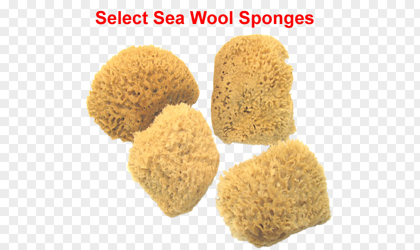 Sea Sponge Virgin Media PNG