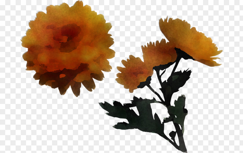 Tagetes Cut Flowers Orange PNG