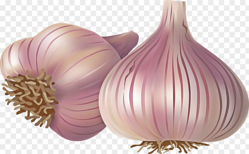 Yellow Onion Red Garlic Purple PNG