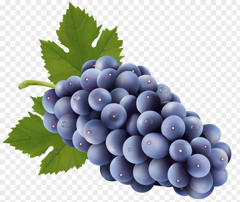 Grape Muscadine Wine Common Vine PNG