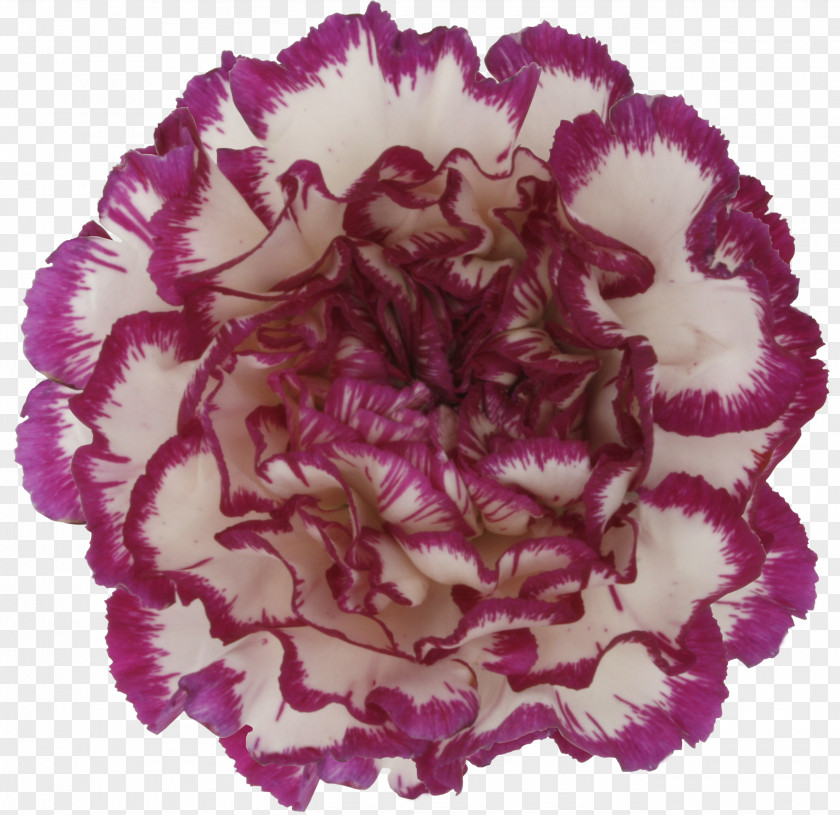 Hand-painted Carnations Carnation Cut Flowers Pink Petal PNG