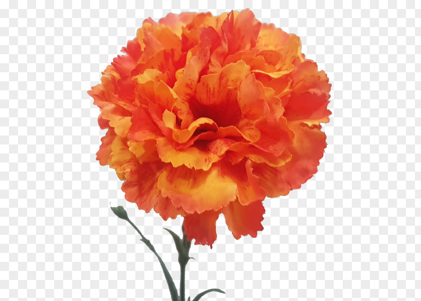 Peony Carnation Floristry Cut Flowers Rose Family PNG