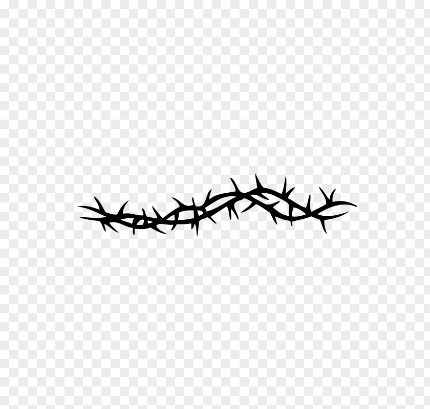 Thorns, Spines, And Prickles Rose Smoothie Line Barbed Wire PNG