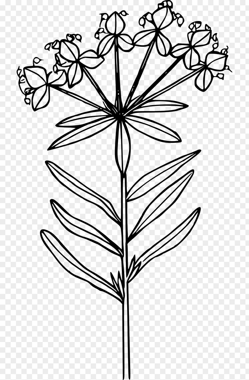 Wildflower Leafy Spurge Clip Art PNG
