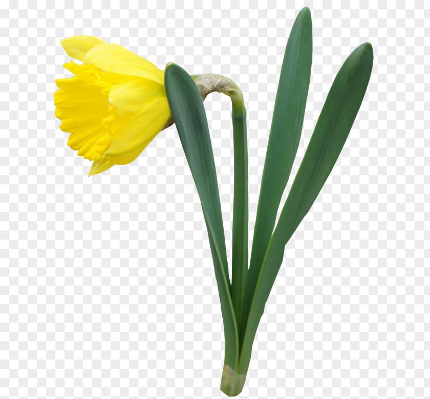Yellow Transparent Daffodil Flower Clipart IPhone 8 Light PNG