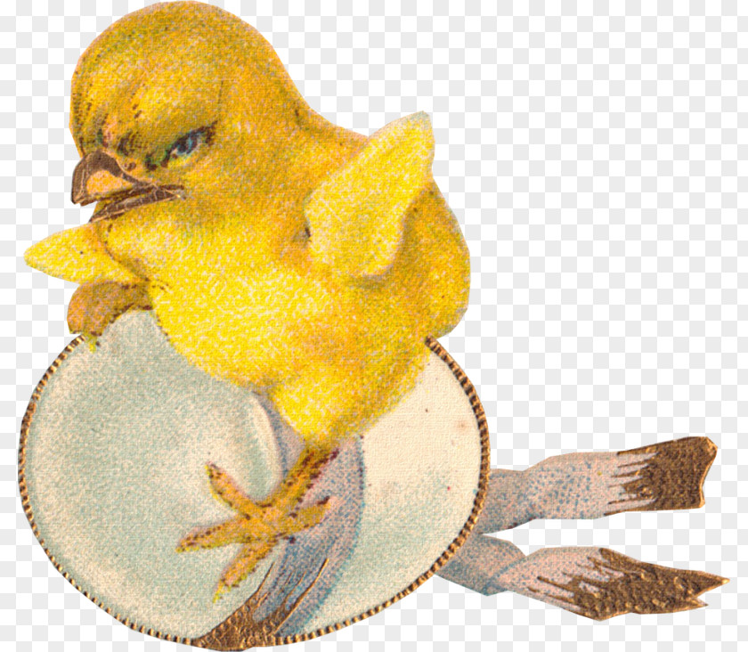 Bird Beak Water Fauna Chicken As Food PNG