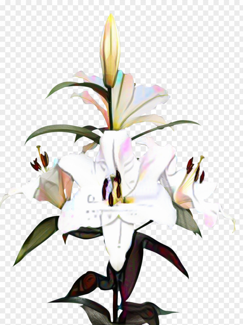 Clip Art Madonna Lily Image Desktop Wallpaper PNG
