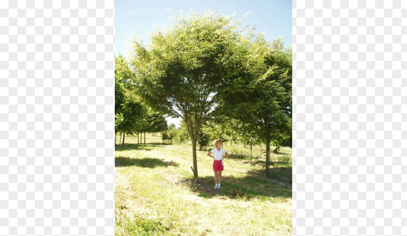 Deciduous Specimens Shade Tree American Sycamore Erythrina Coralloides Evergreen PNG