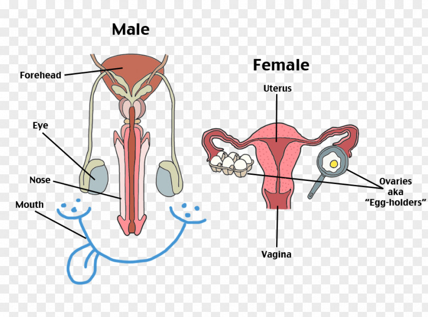 Female Reproductive System Human Body PNG