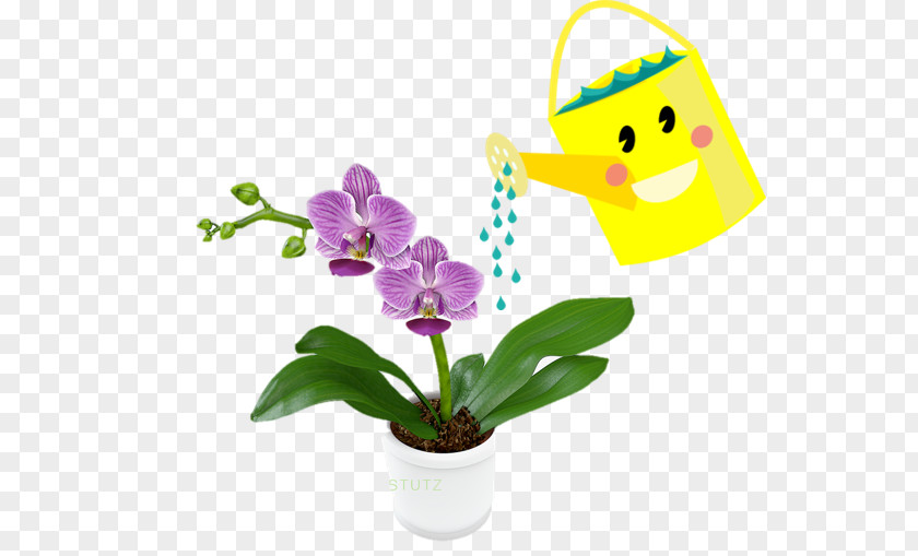 Flower Orchids Flowering Plant Moth Orchid Crop PNG