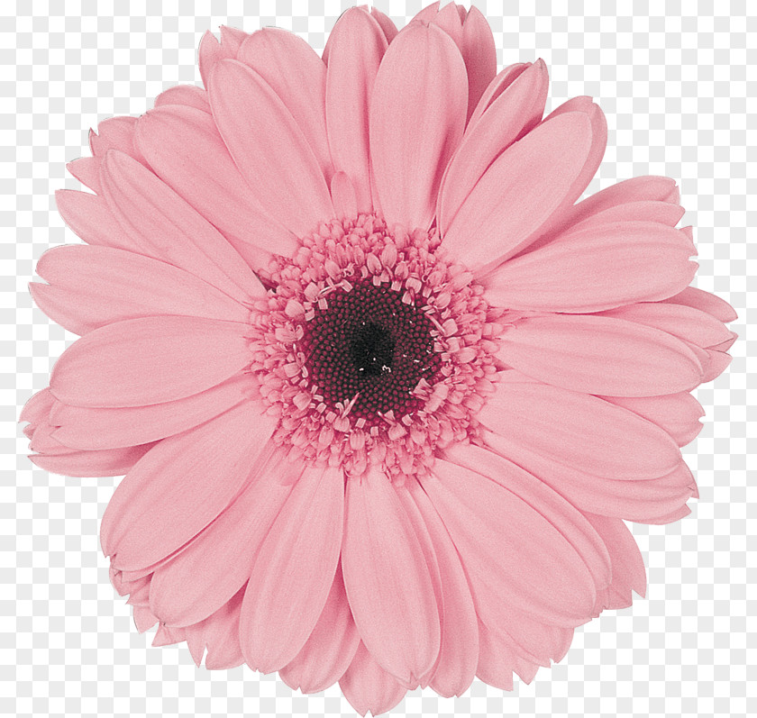 Flower Transvaal Daisy Cut Flowers Wholesale Assortment Strategies PNG