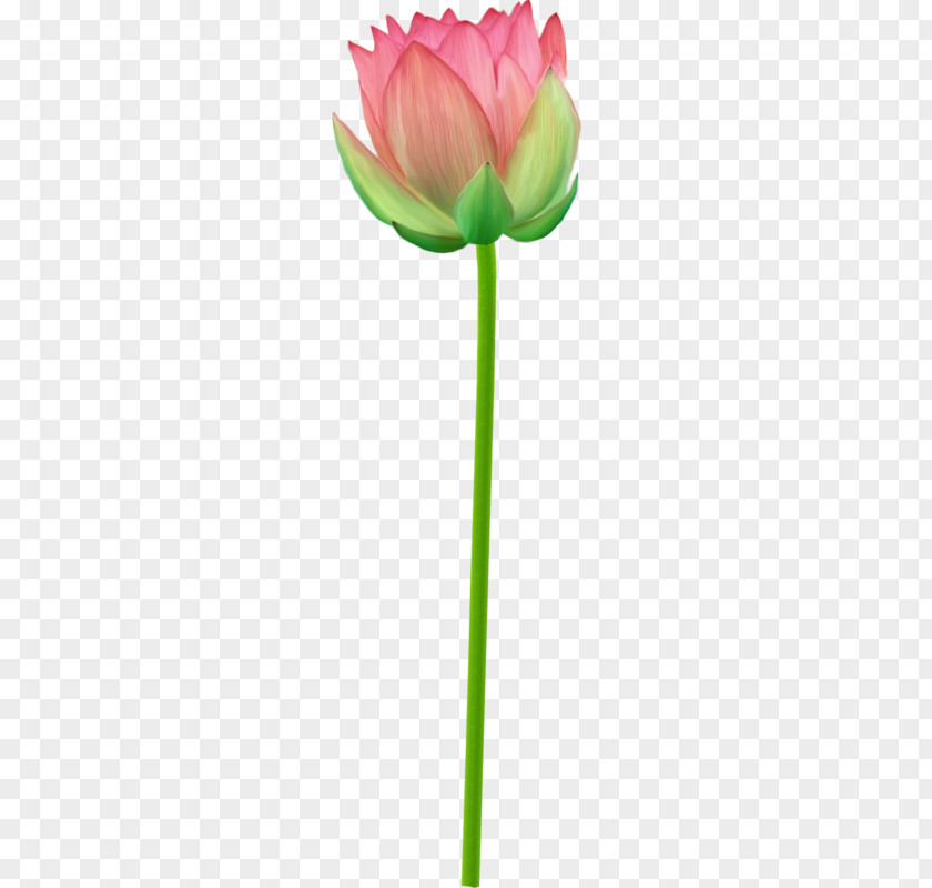 Hand-painted Lotus Tulip Google Images PNG
