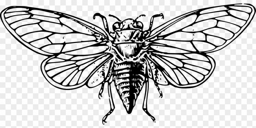 Insect Cicadas Drawing Clip Art PNG