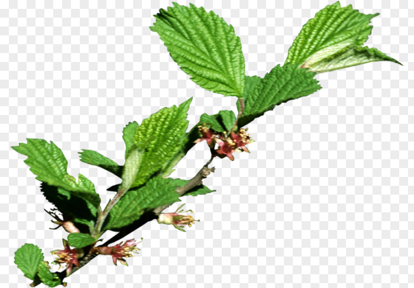 Leaf Tree Branch Red Raspberry PNG