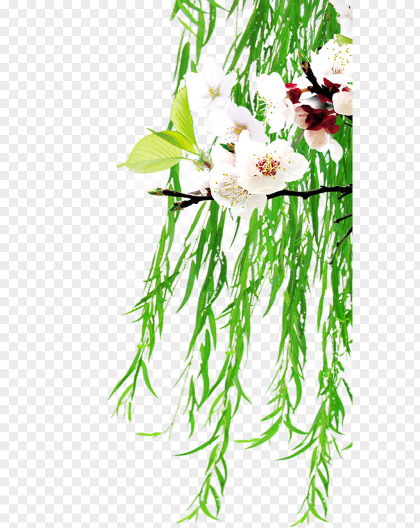 Peach Blossom Willow Floral Design Clip Art PNG