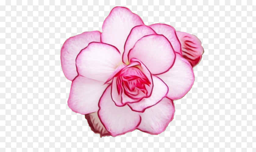 Rose Camellia PNG