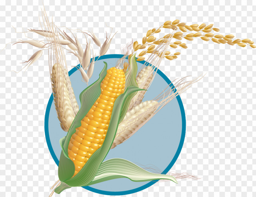 Wheat Corn On The Cob Maize Clip Art PNG
