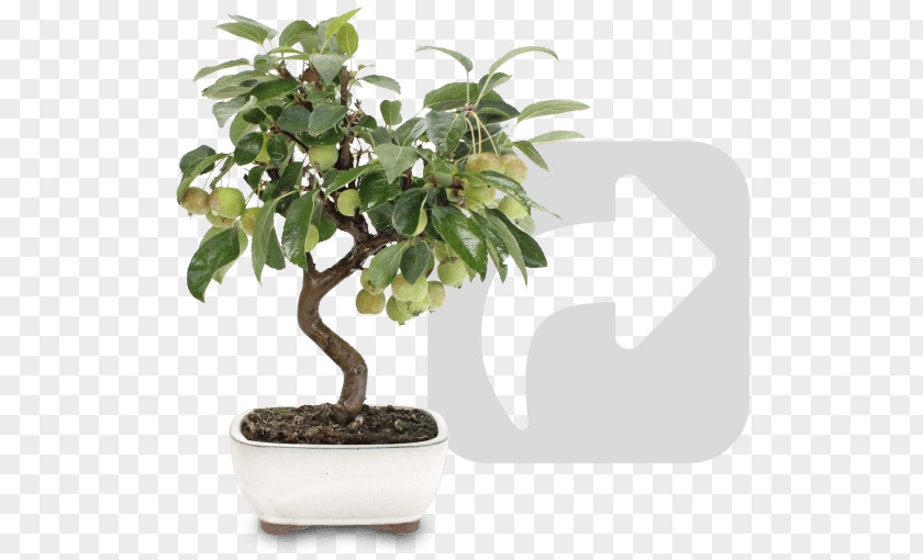 Bonsai Ficus Sageretia Theezans Houseplant Flowerpot Tree PNG