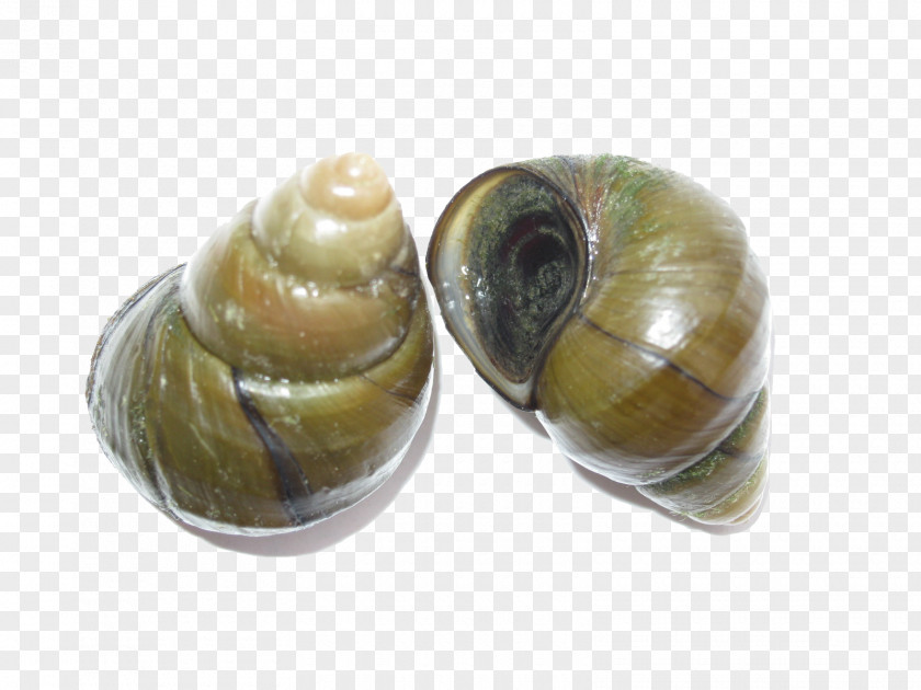 Creative Snail Escargot Seafood Viviparidae Bolinus Brandaris PNG