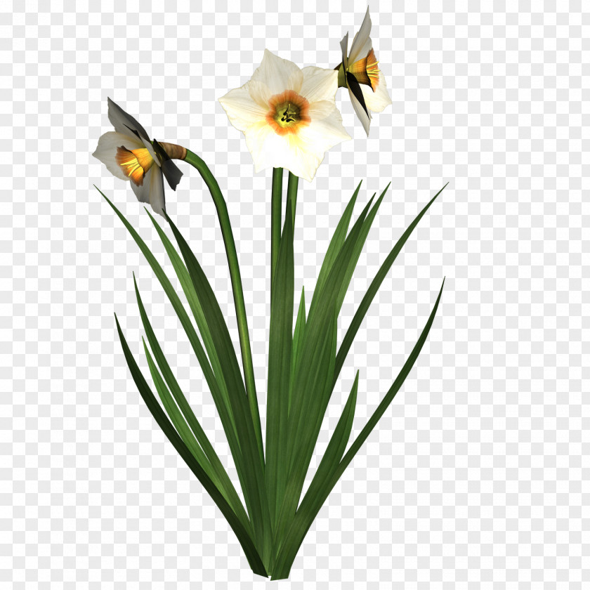 Free High Resolution Clipart Daffodil I Wandered Lonely As A Cloud Clip Art PNG