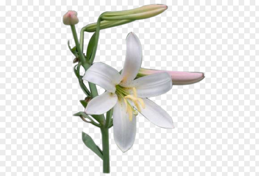 Snowdrop Plant Stem Lily M PNG