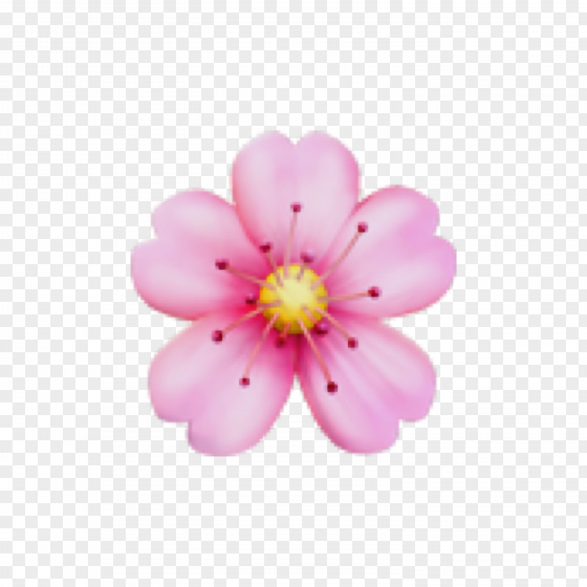 Wildflower Blossom Cherry PNG