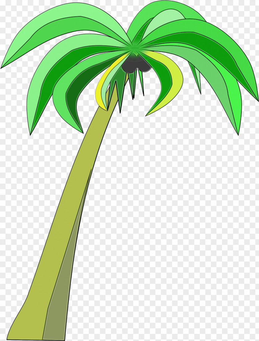 Woody Plant Stem Palm Tree PNG