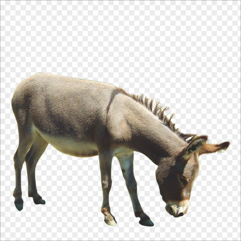 Donkey Horse Painting PNG