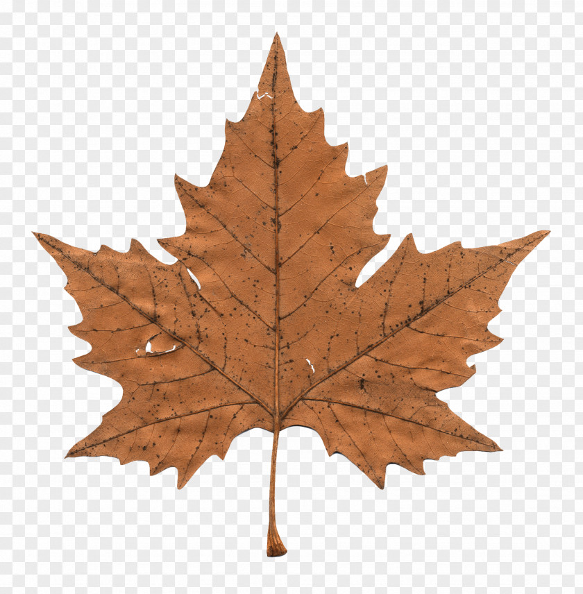 Faded Maple Leaf PNG Leaf, dried leaf clipart PNG