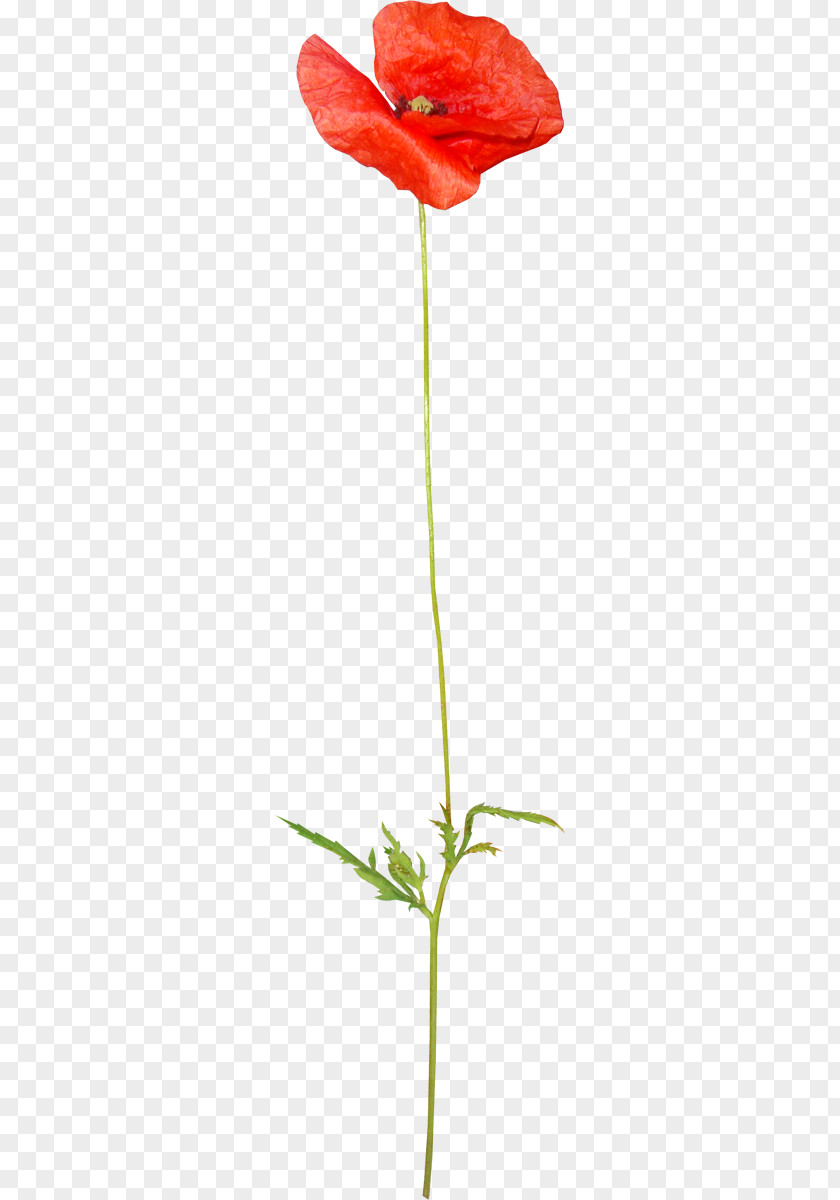 Poppies Poppy Clip Art Image Drawing Flower PNG