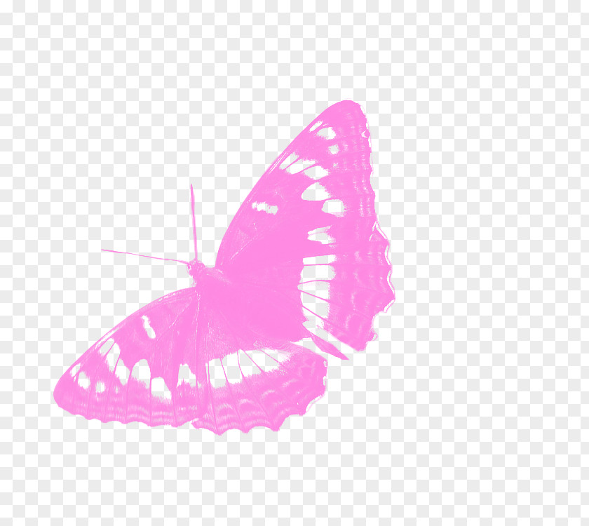 Purple Butterfly Insect Poplar Admiral Villa Susanna Oy PNG