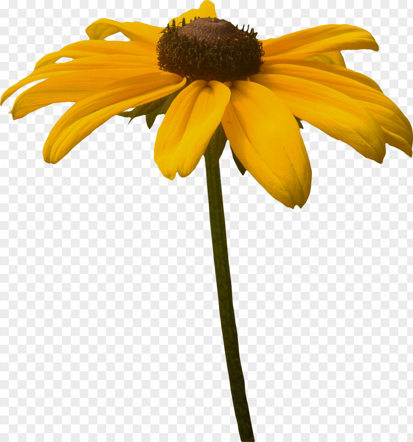 Small Chrysanthemum Indicum Google Images PNG
