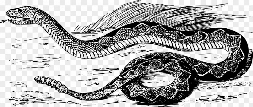 Snake Rattlesnake Vipers Venomous PNG