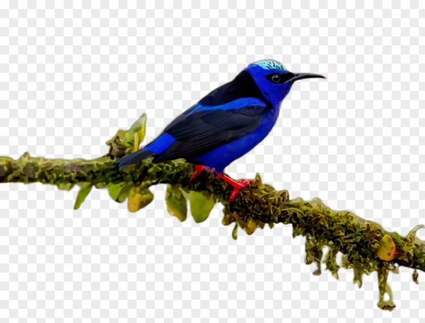 Twig Coraciiformes Bird Beak Songbird Perching Branch PNG