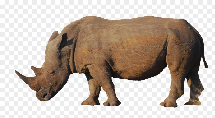 Animal Rhino Indian Rhinoceros Poaching Horn PNG